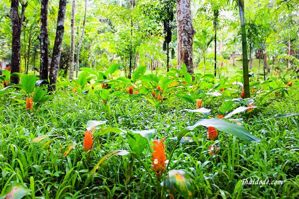 ภาพของดอกกระเจียวที่ตั้งอยู่ในเขตอุทยานแห่งชาติน้ำตกพาเจริญ